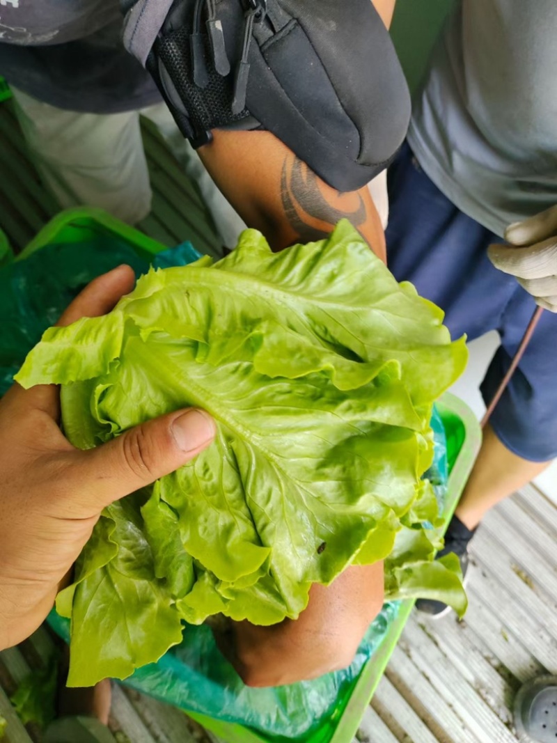 精品生菜大量上市