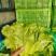 精品生菜大量上市