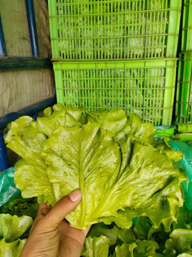 精品生菜大量上市