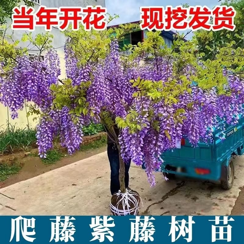 紫藤苗，多紫藤花苗，爬藤盆栽花园围墙庭院攀援植物紫藤树苗