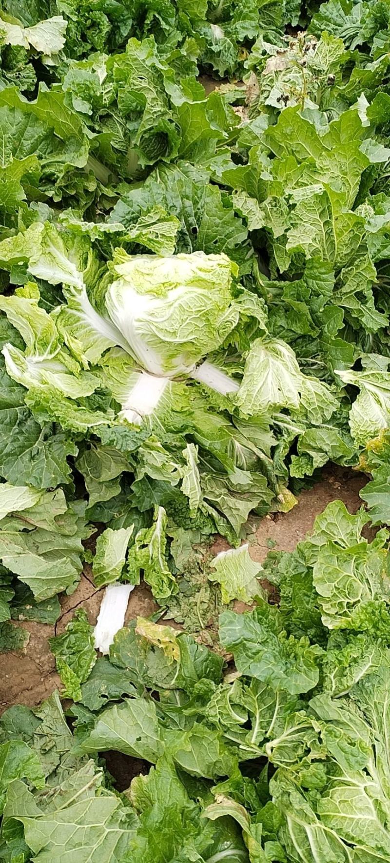 大小白菜
