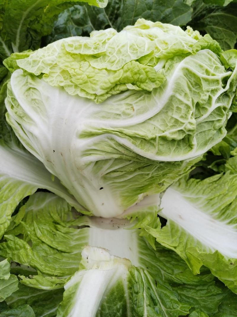 大小白菜