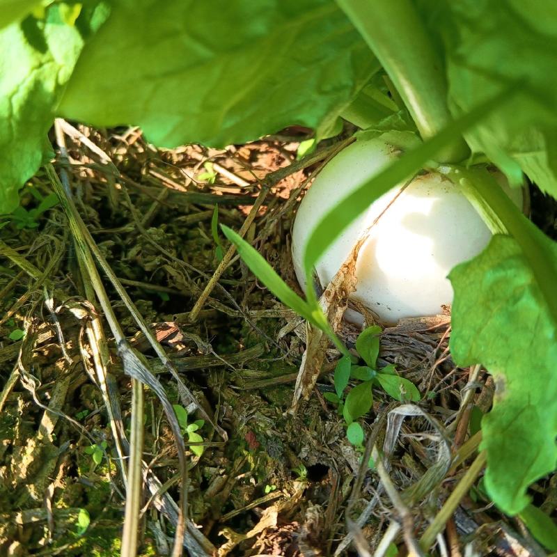 圆根萝卜，大胖萝卜，自家基地种植