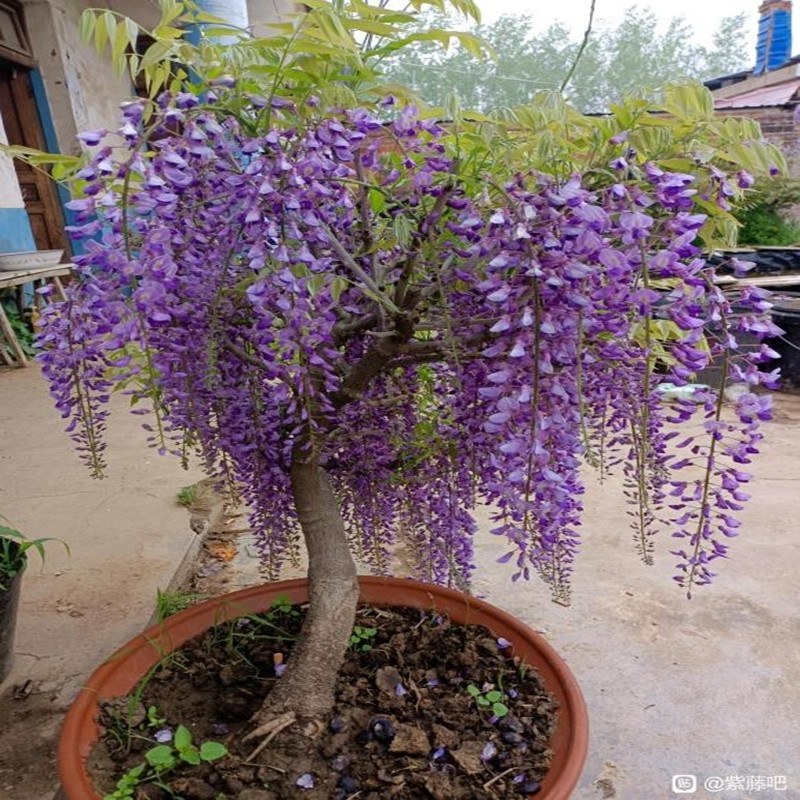 紫藤苗，多紫藤花苗，爬藤盆栽花园围墙庭院攀援植物紫藤树苗