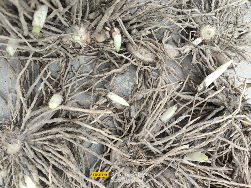 白芨种苗块茎林下套种好品种白芨苗品质保证