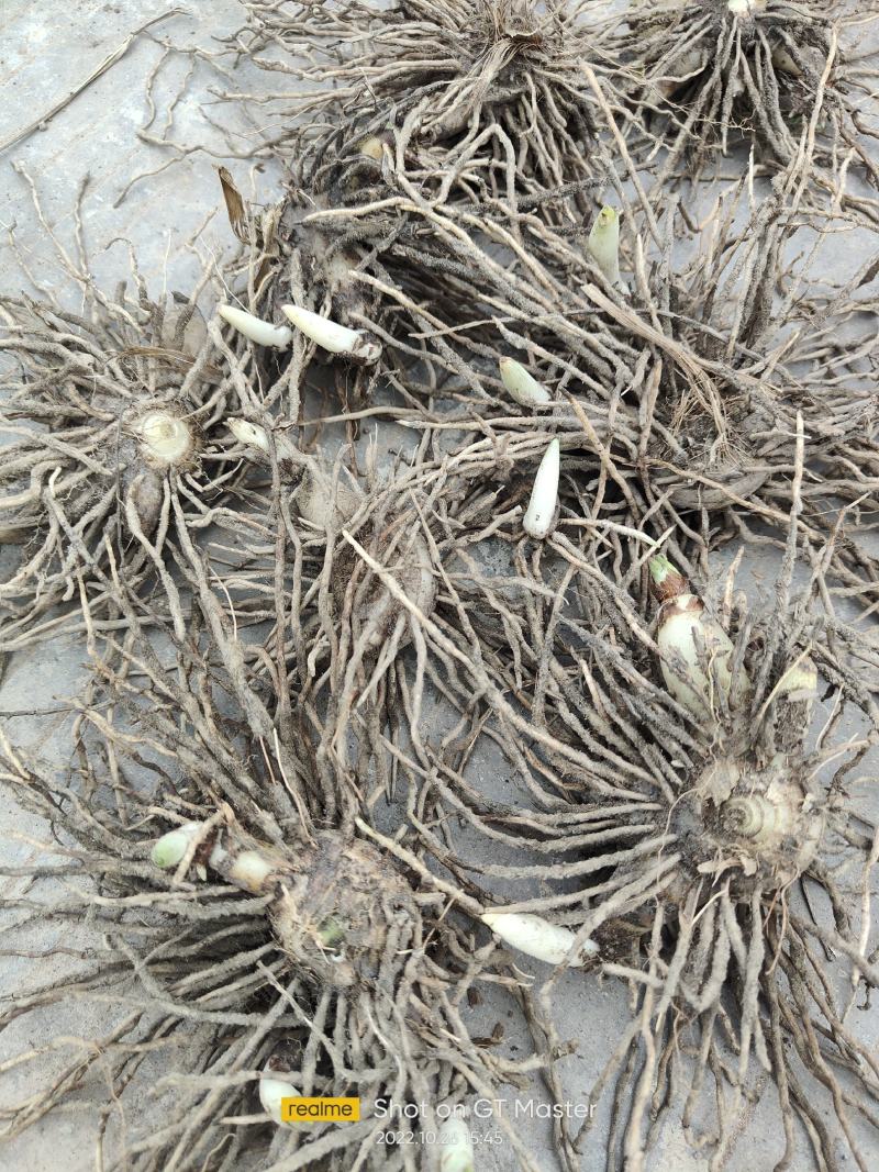 白芨种苗块茎林下套种好品种白芨苗品质保证