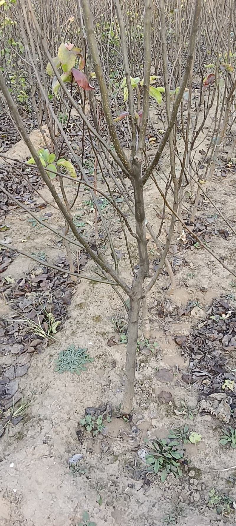 梨树苗，黄冠苗，秋月苗2年生到5年生的都有，价格优惠
