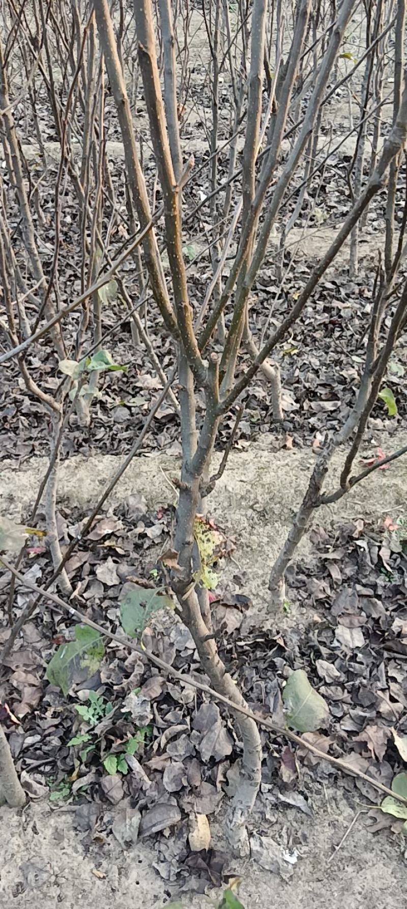 梨树苗，黄冠苗，秋月苗2年生到5年生的都有，价格优惠