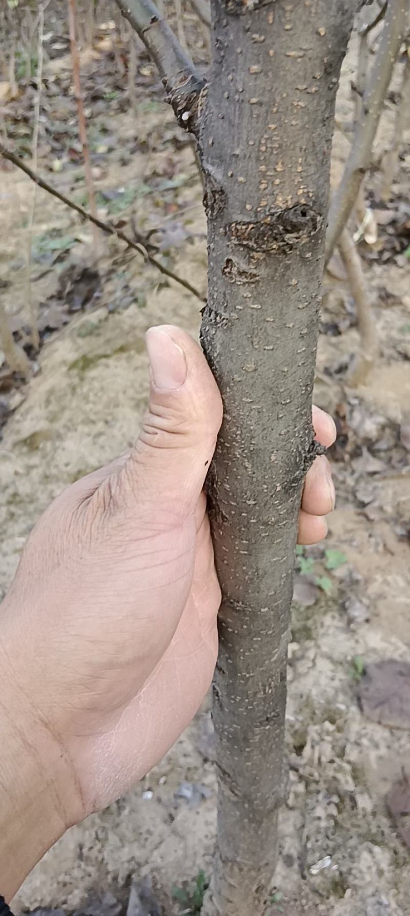 梨树苗，黄冠苗，秋月苗2年生到5年生的都有，价格优惠