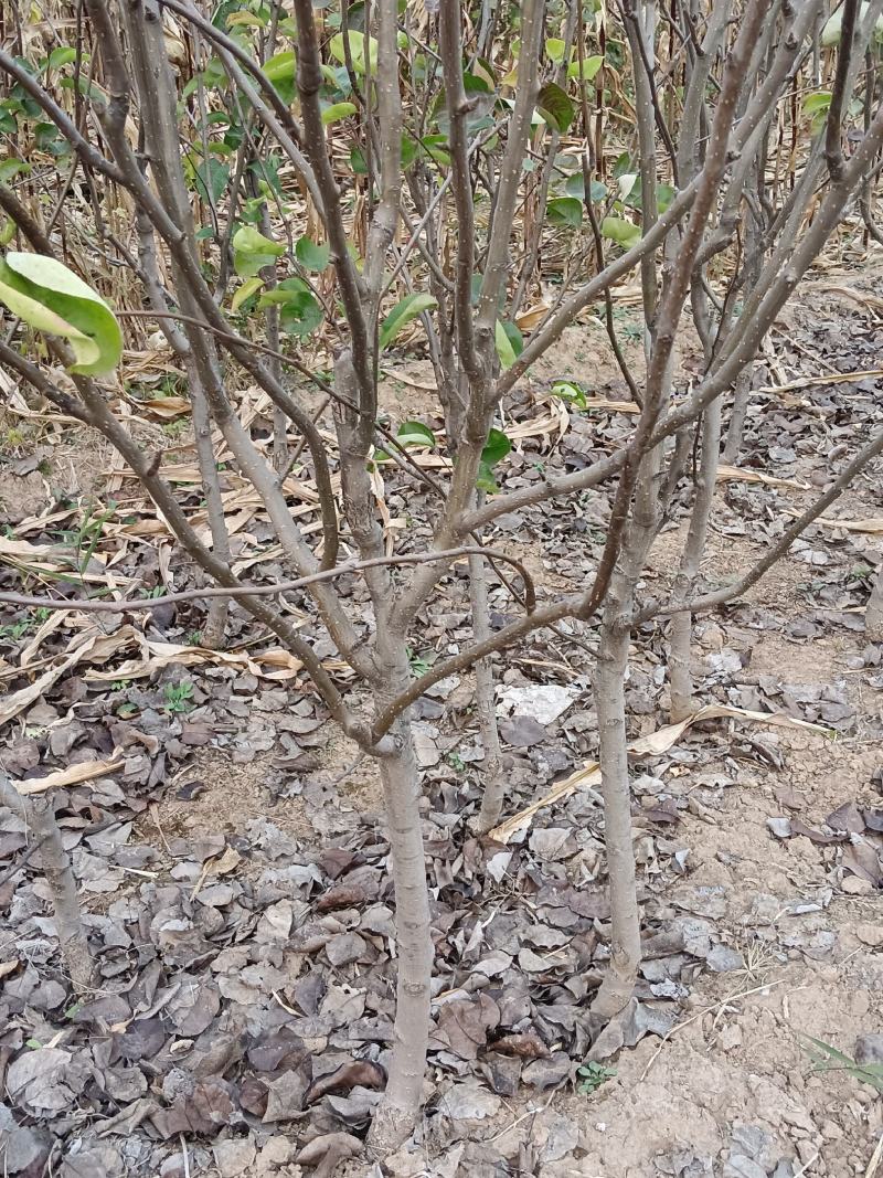梨树苗，黄冠苗，秋月苗2年生到5年生的都有，价格优惠
