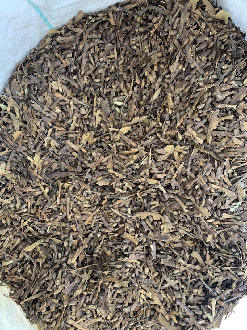 新采当年青枫种子阴干加工批发价格销售