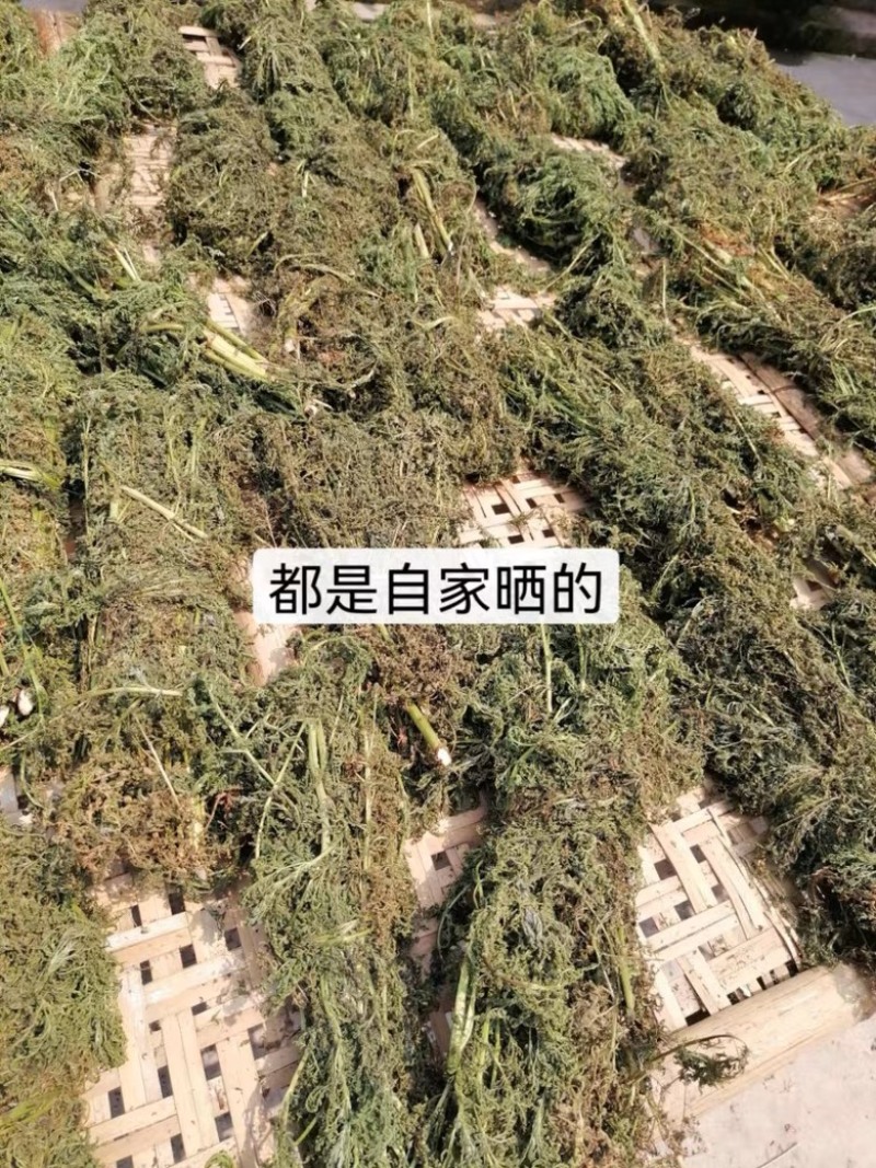 【自然晒高】青蒿叶，野生蒿叶无杂质大量现货，对接各大药厂