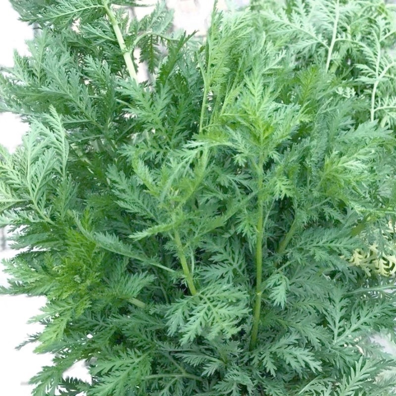 【自然晒高】青蒿叶，野生蒿叶无杂质大量现货，对接各大药厂