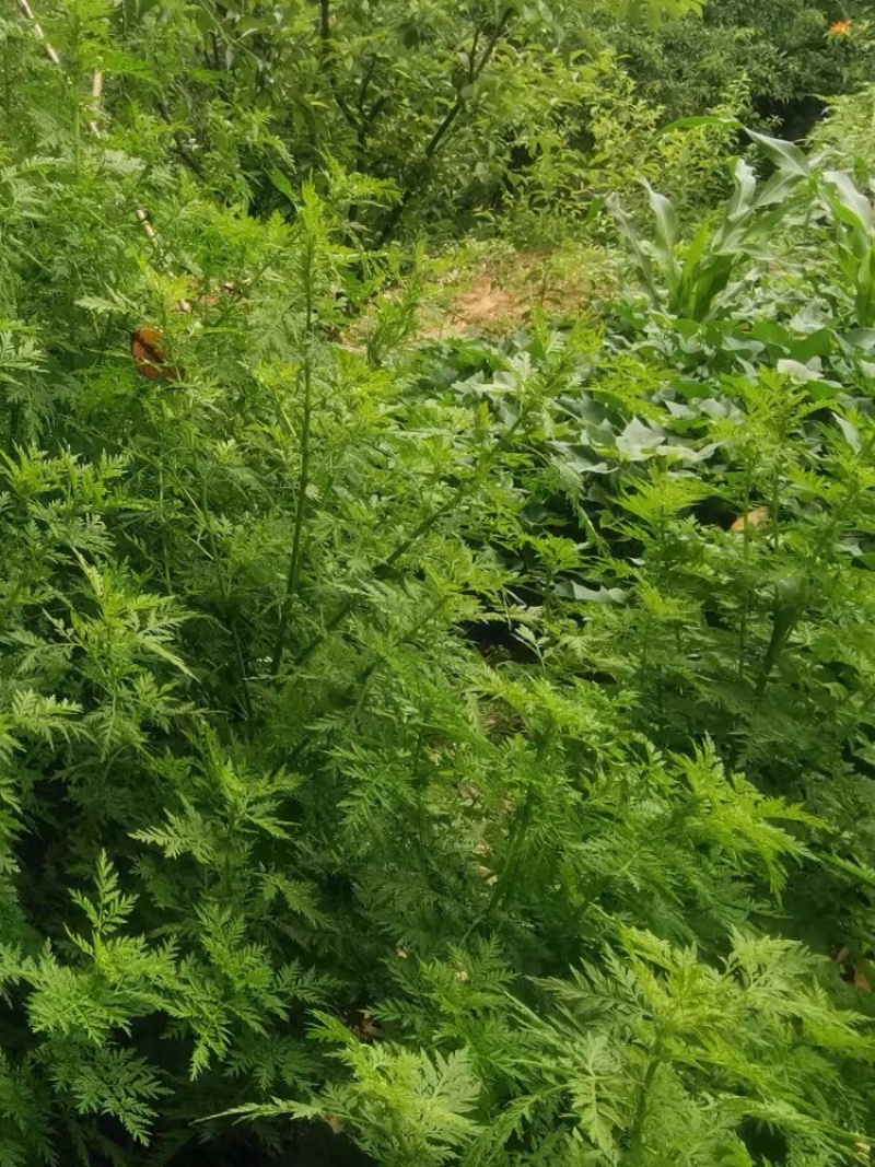 【自然晒高】青蒿叶，野生蒿叶无杂质大量现货，对接各大药厂