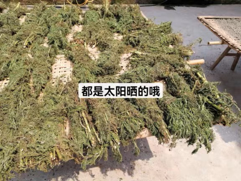 【自然晒高】青蒿叶，野生蒿叶无杂质大量现货，对接各大药厂