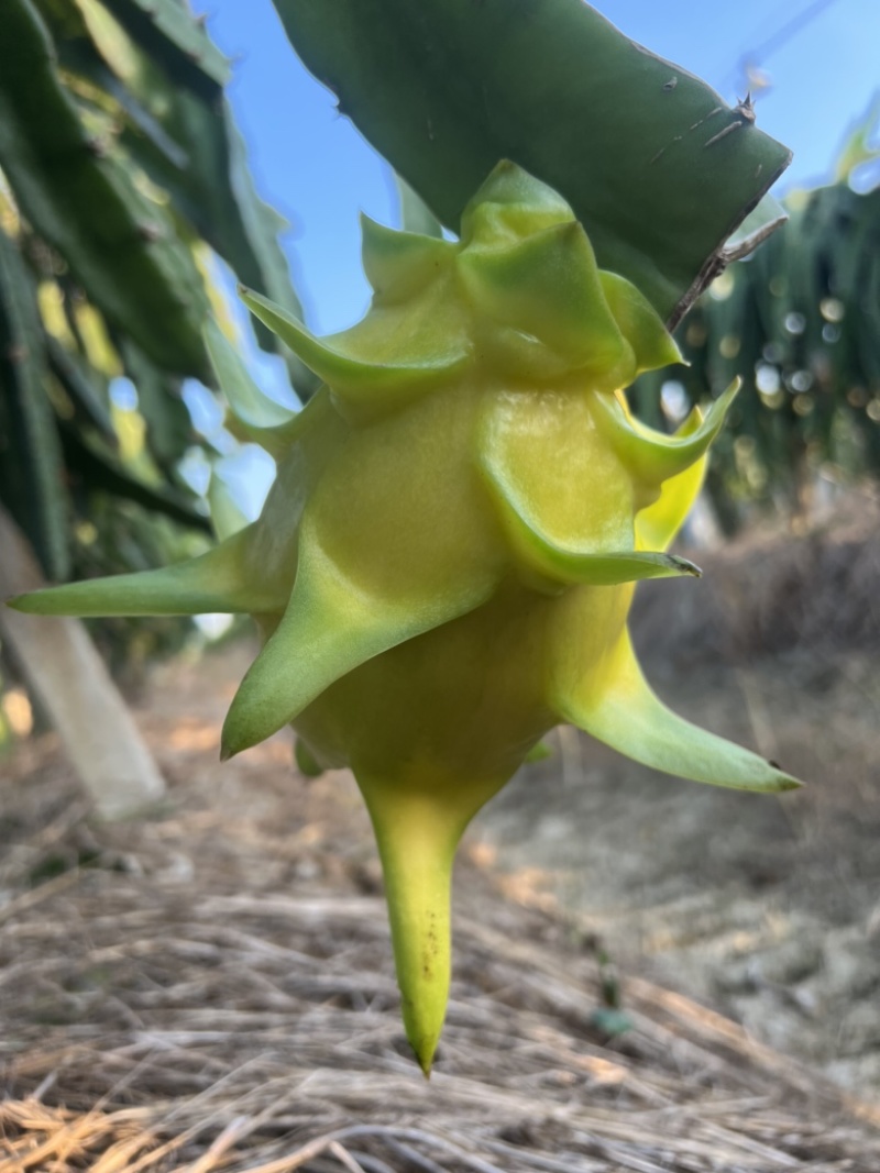 无刺，黄龙火龙果