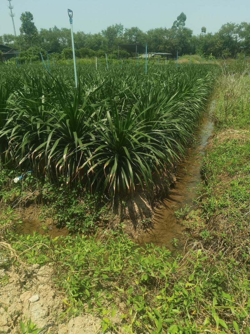 龙血树