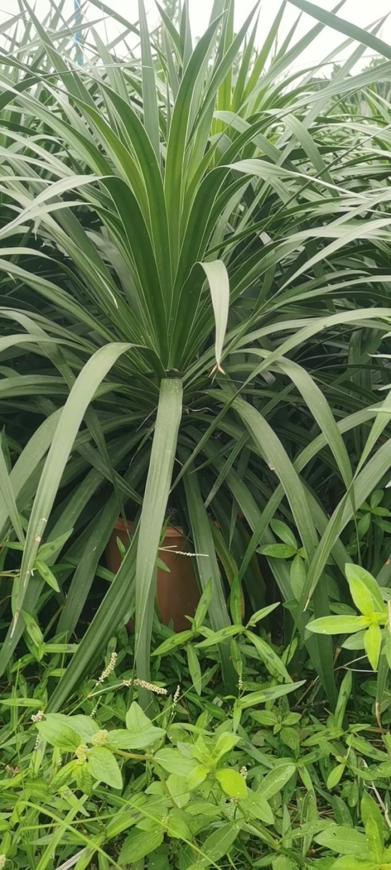 龙血树