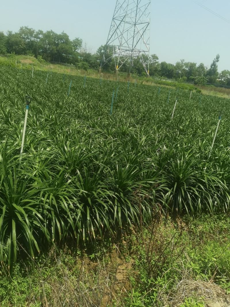 龙血树
