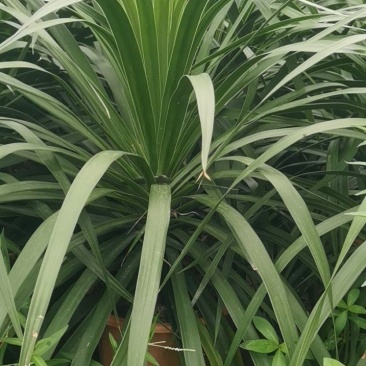 龙血树