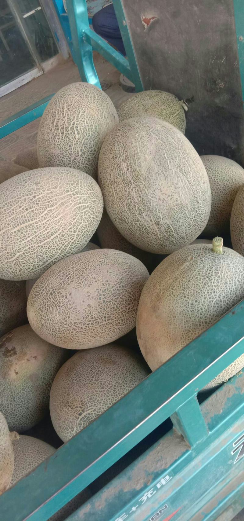 哈密瓜