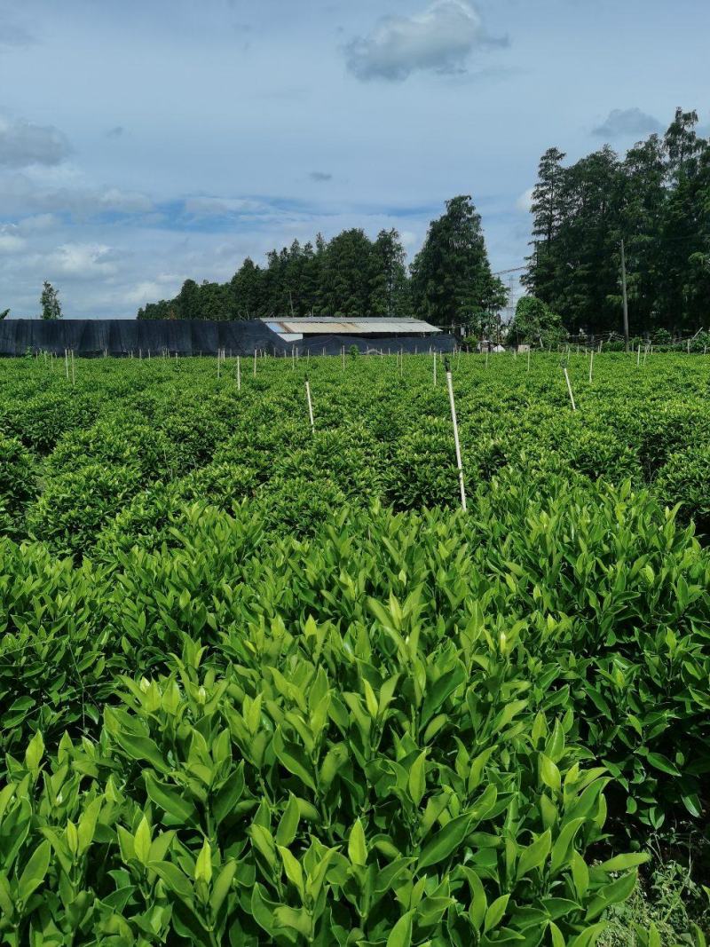 非洲茉莉