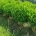 非洲茉莉