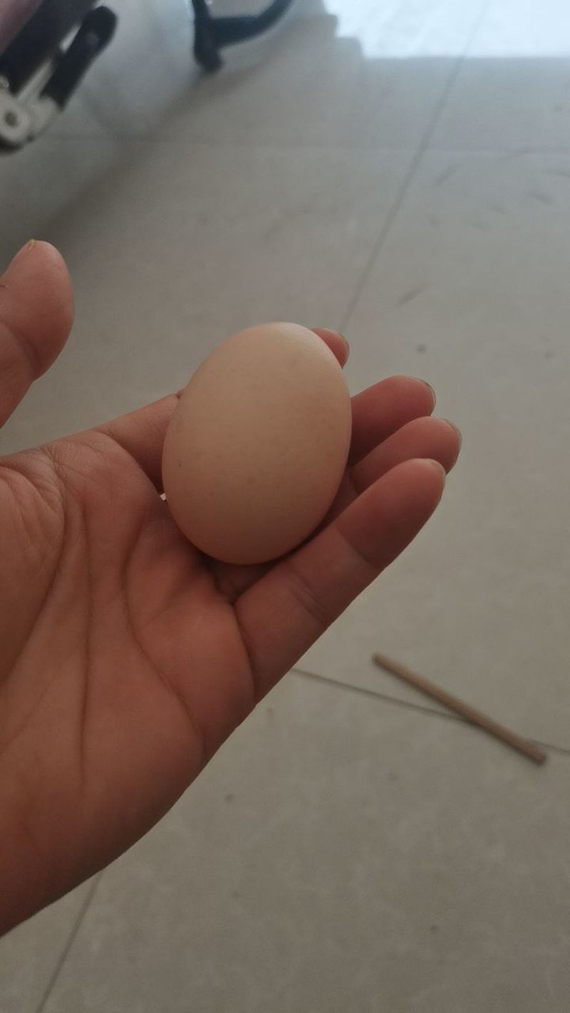 苏禽一代土鸡受精种蛋大量供应，长1532783宽3261