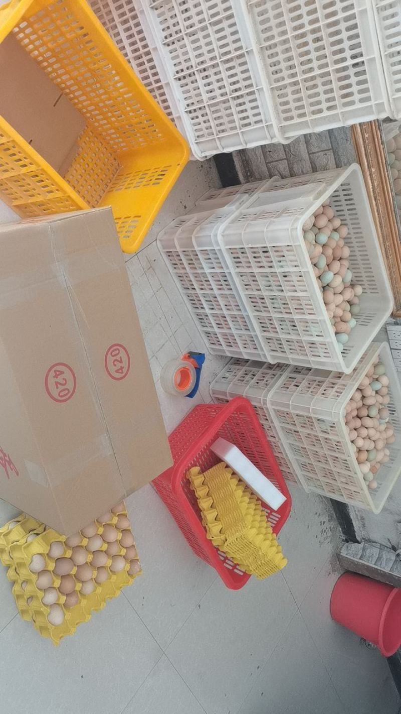 苏禽一代土鸡受精种蛋大量供应，长1532783宽3261