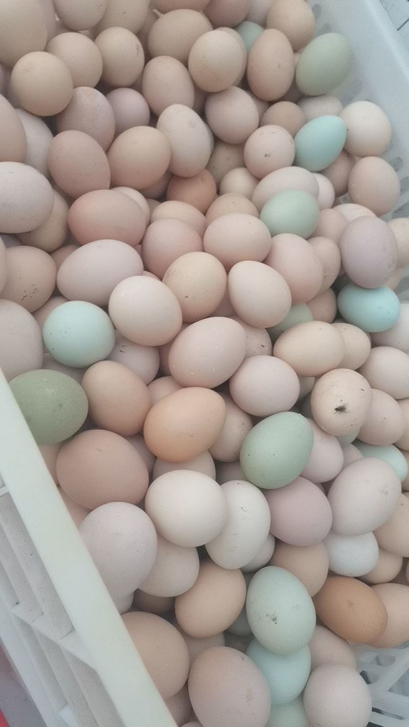 苏禽一代土鸡受精种蛋大量供应，长1532783宽3261