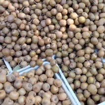 陕西徐香猕猴桃次果60-80克果子大量现货供应