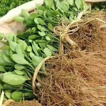 冬青苗庭院街道耐寒植物北海道黄杨篱笆苗金边冬青绿化苗木
