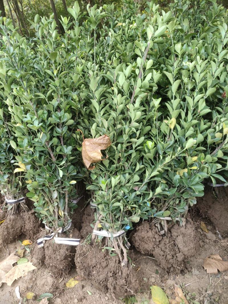 冬青苗庭院街道耐寒植物北海道黄杨篱笆苗金边冬青绿化苗木