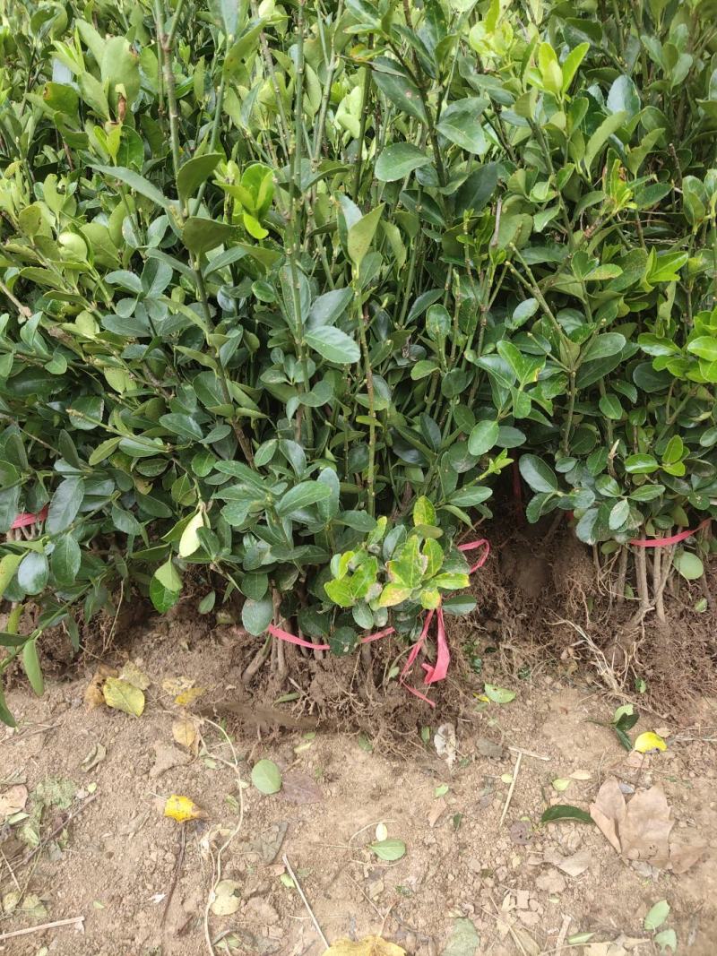 冬青苗庭院街道耐寒植物北海道黄杨篱笆苗金边冬青绿化苗木