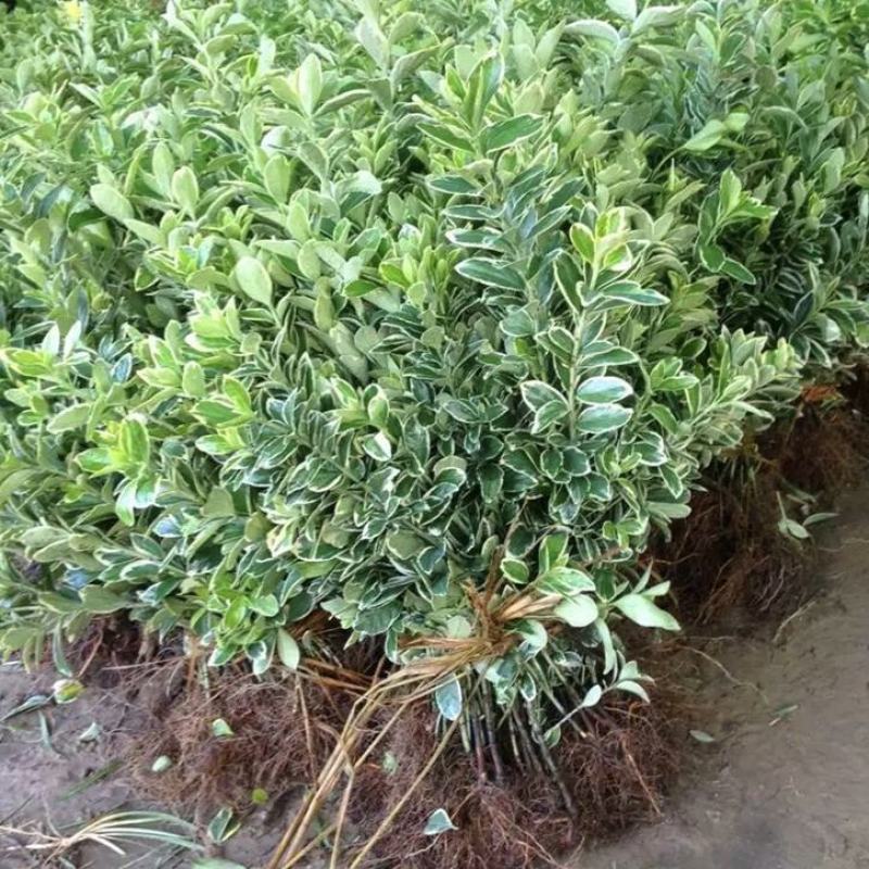 冬青苗庭院街道耐寒植物北海道黄杨篱笆苗金边冬青绿化苗木