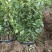 冬青苗庭院街道耐寒植物北海道黄杨篱笆苗金边冬青绿化苗木