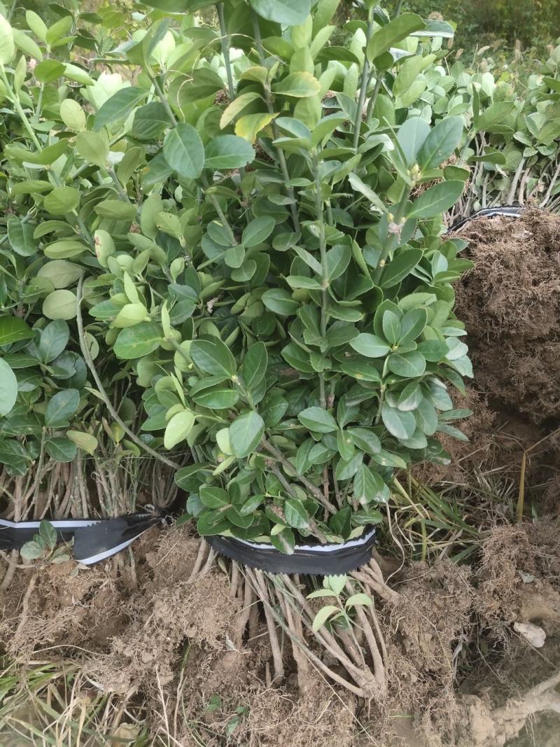 冬青苗庭院街道耐寒植物北海道黄杨篱笆苗金边冬青绿化苗木