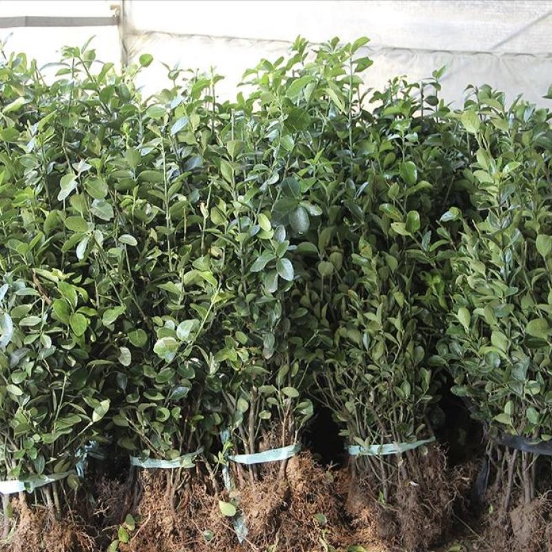 冬青苗庭院街道耐寒植物北海道黄杨篱笆苗金边冬青绿化苗木
