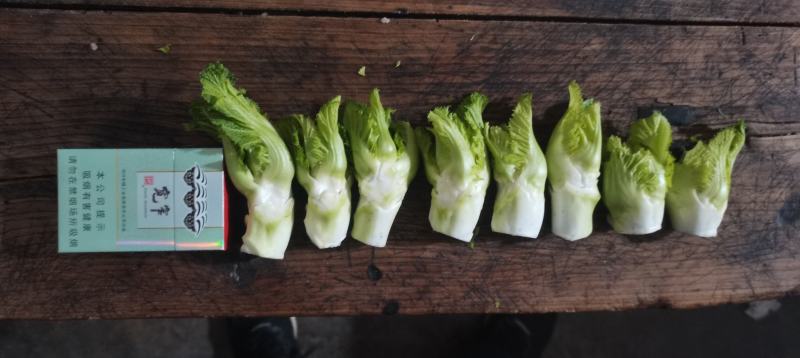 广汉白白胖胖的精品儿菜