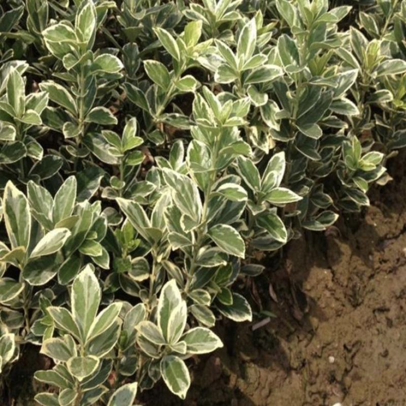 冬青苗庭院街道耐寒植物北海道黄杨篱笆苗金边冬青绿化苗木