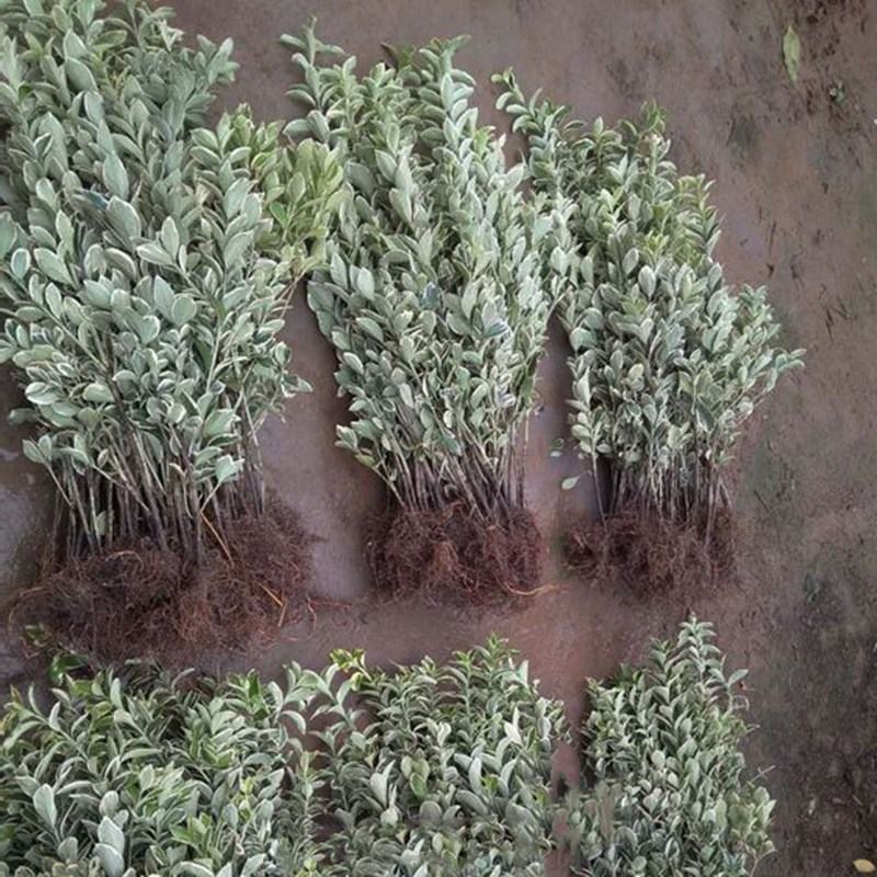 冬青苗庭院街道耐寒植物北海道黄杨篱笆苗金边冬青绿化苗木