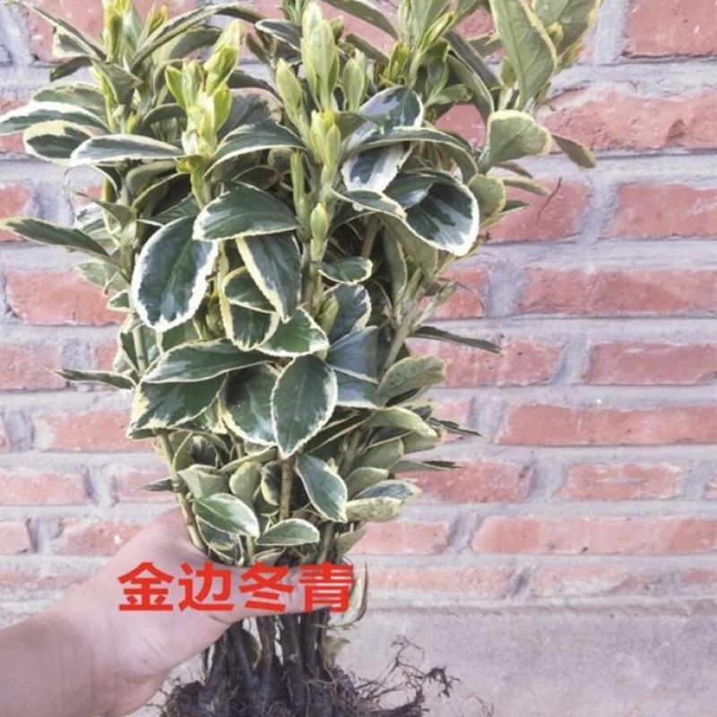 冬青苗庭院街道耐寒植物北海道黄杨篱笆苗金边冬青绿化苗木