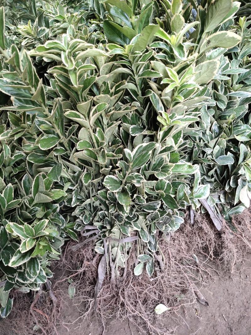冬青苗庭院街道耐寒植物北海道黄杨篱笆苗金边冬青绿化苗木