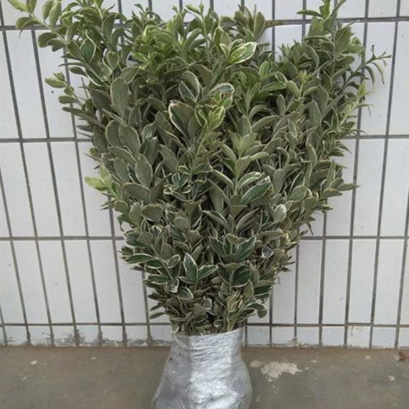 冬青苗庭院街道耐寒植物北海道黄杨篱笆苗金边冬青绿化苗木