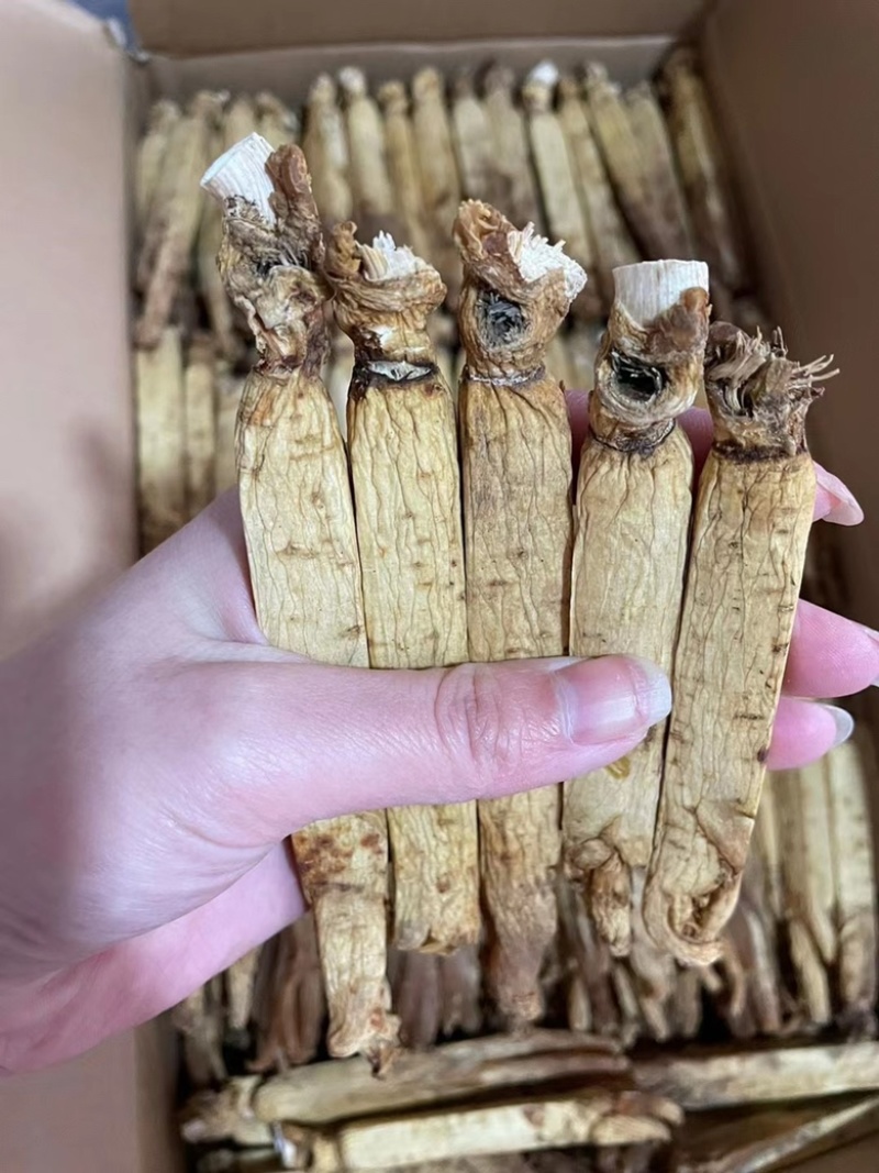 皇马褂无糖红参足干黄皮红心皮老纹深