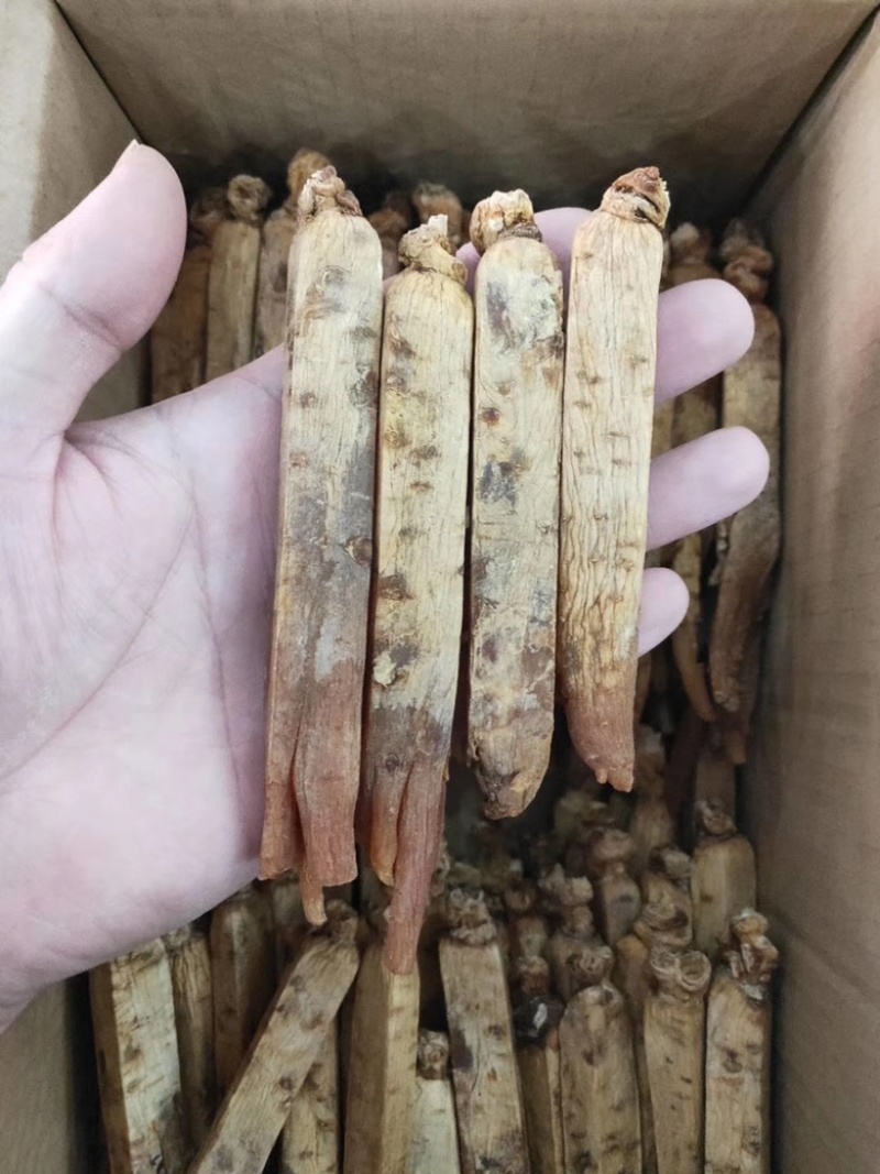 皇马褂无糖红参足干黄皮红心皮老纹深