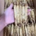 皇马褂无糖红参足干黄皮红心皮老纹深