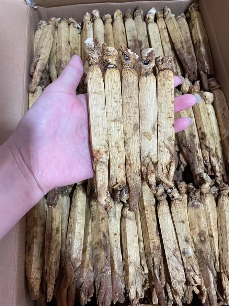 皇马褂无糖红参足干黄皮红心皮老纹深