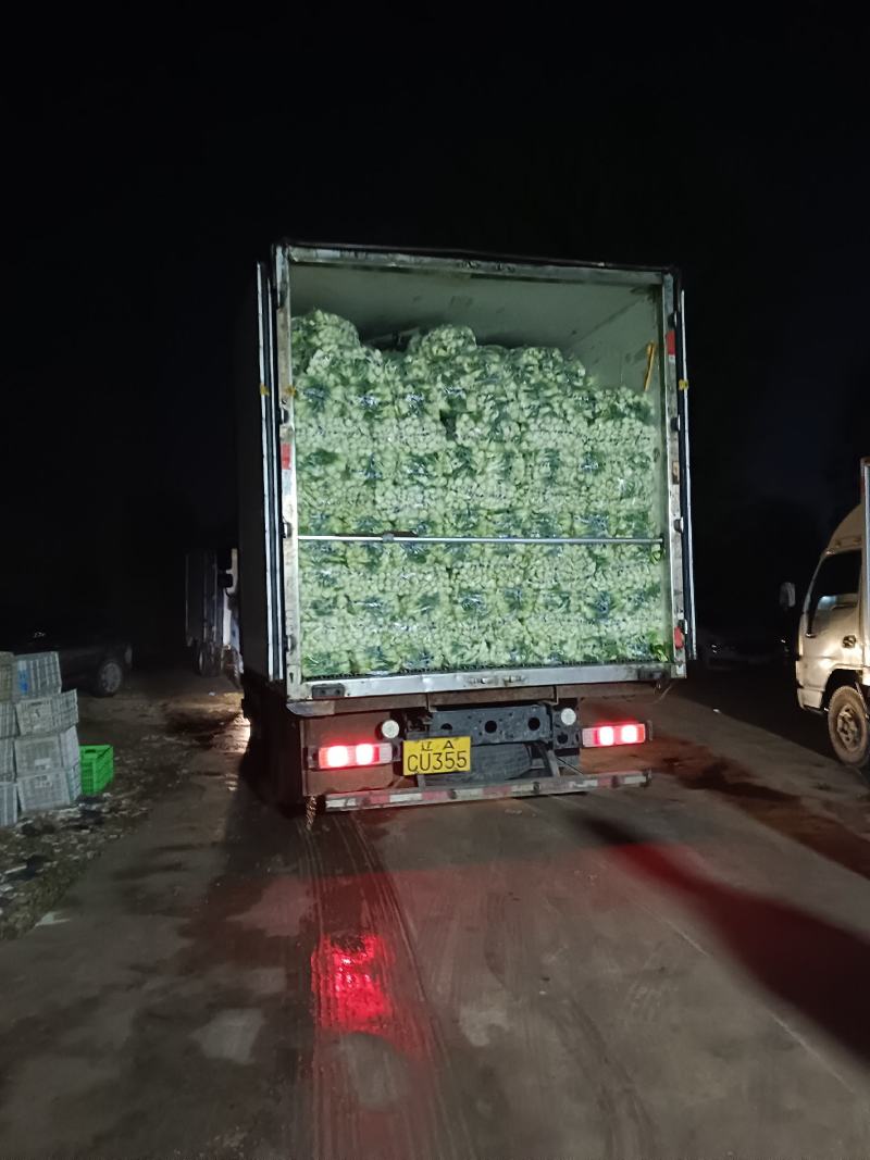 上海青安徽太和上海青精品上海青产地直发，货源充足