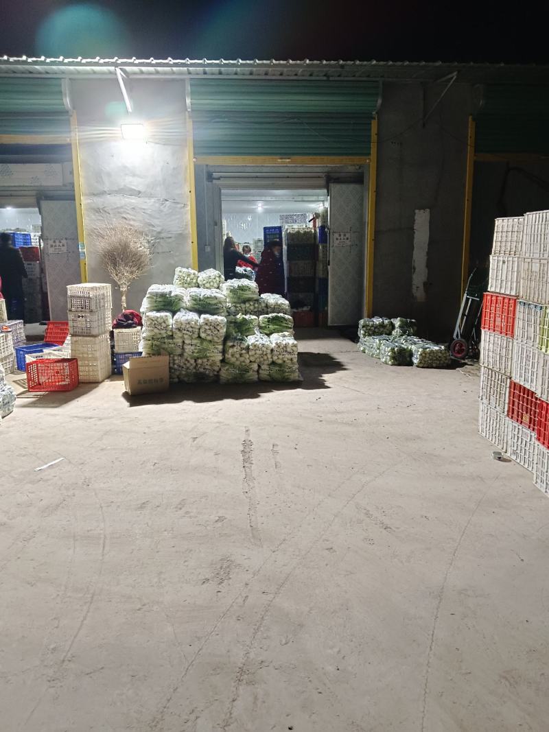 上海青安徽太和上海青精品上海青产地直发，货源充足